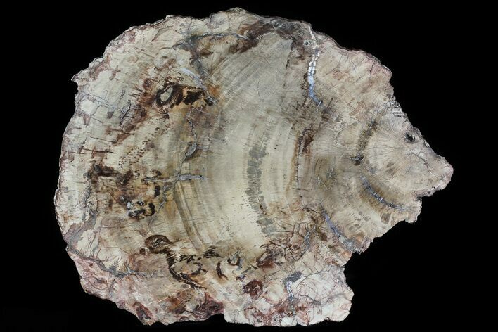 Madagascar Petrified Wood Round #81354